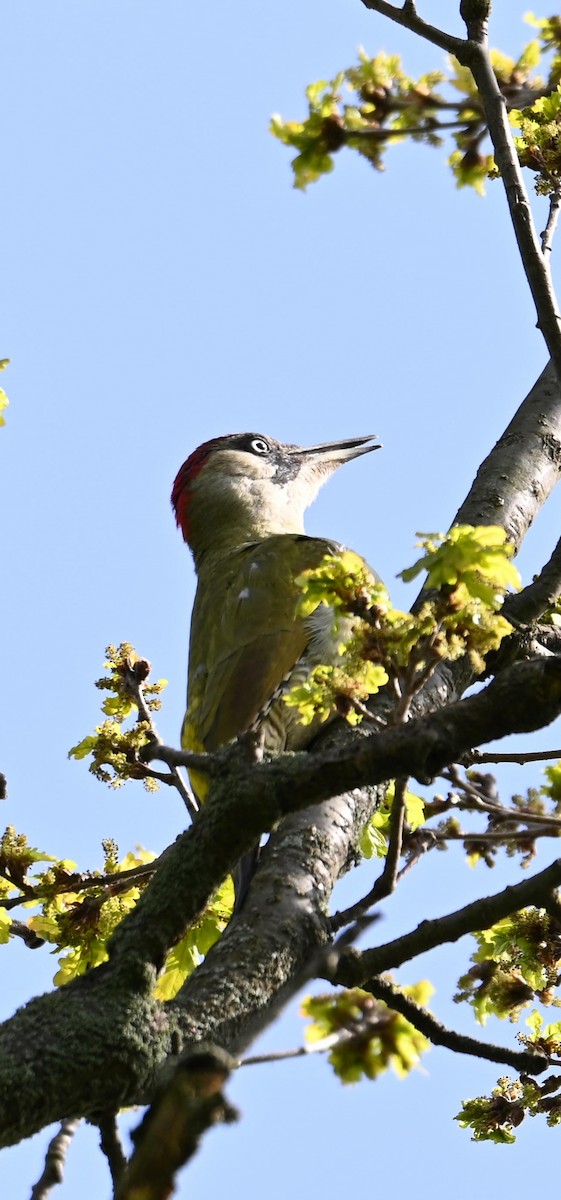 Eurasian Green Woodpecker - ML617524760