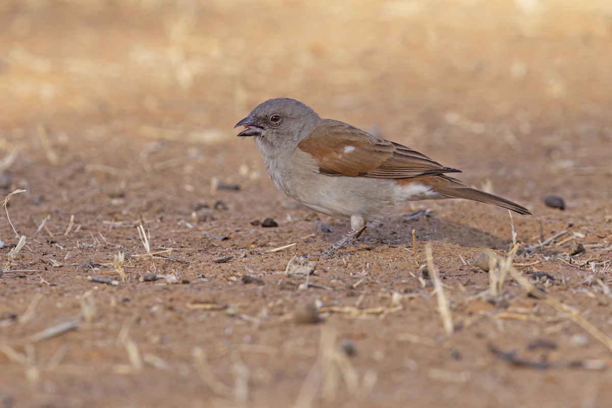 Northern Gray-headed Sparrow - ML617524853