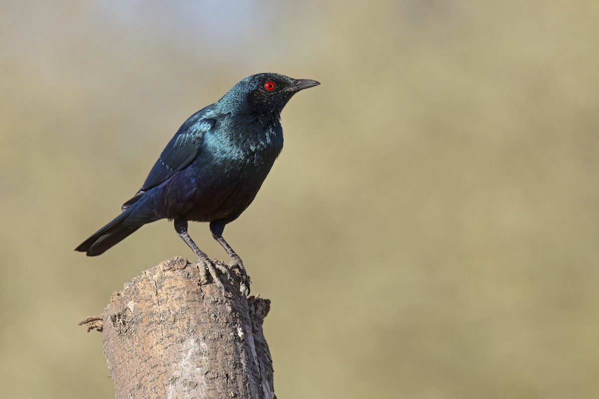 Greater Blue-eared Starling - ML617524860