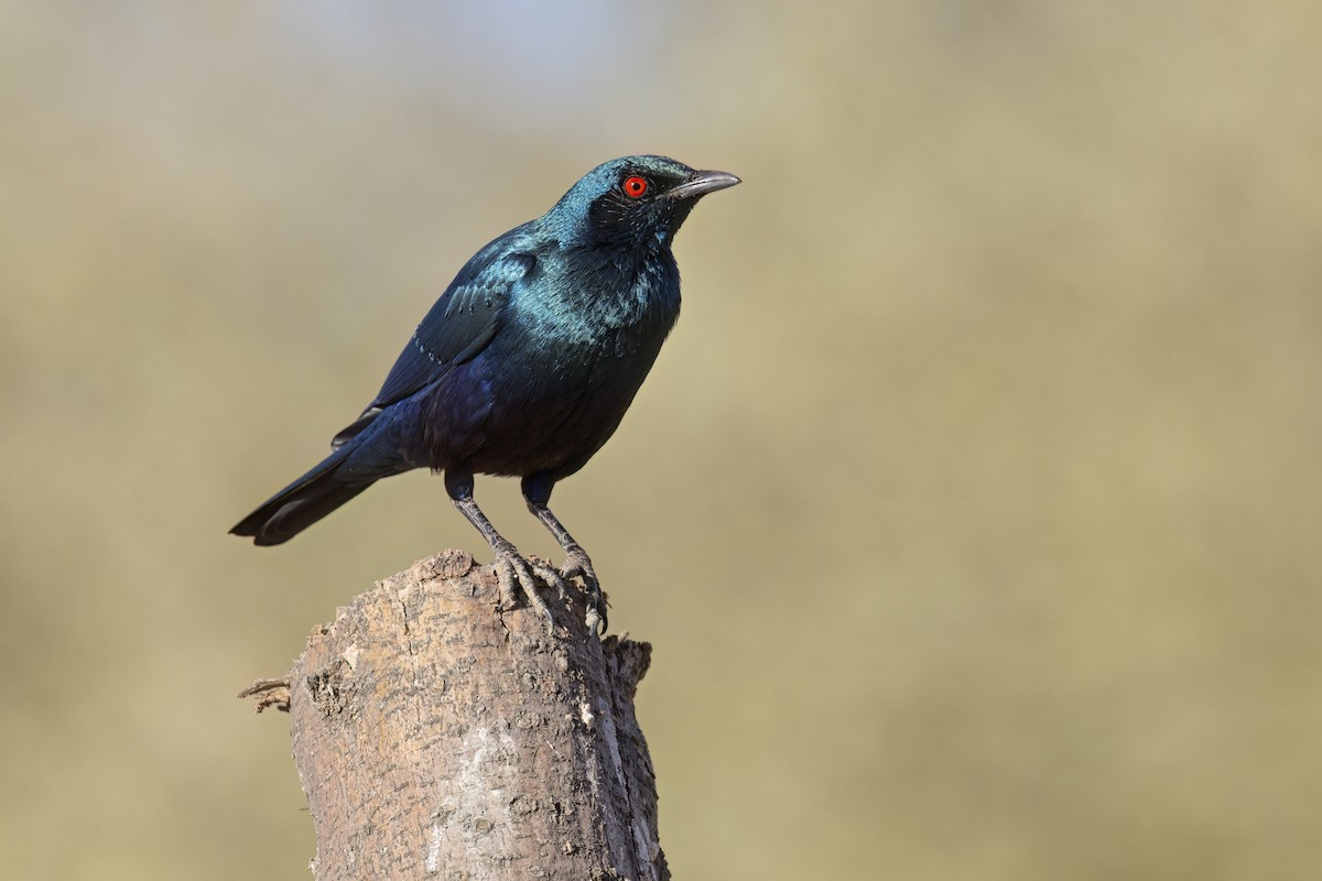 Greater Blue-eared Starling - ML617524861