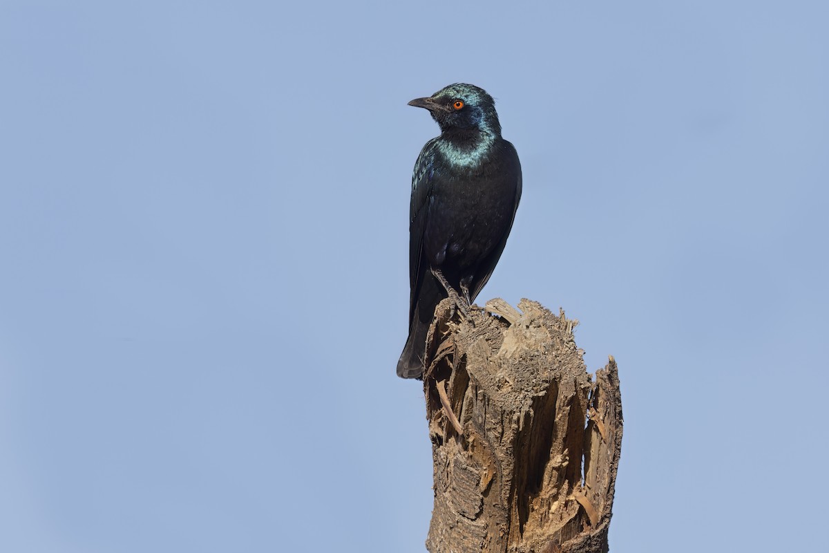 Greater Blue-eared Starling - ML617524862