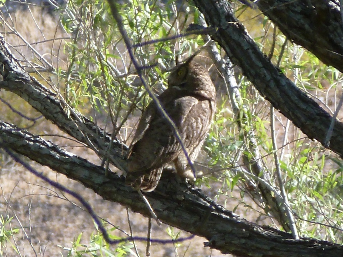 Great Horned Owl - ML617524871