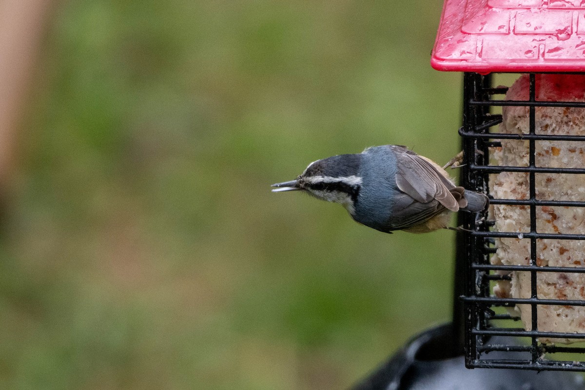 Red-breasted Nuthatch - ML617524922