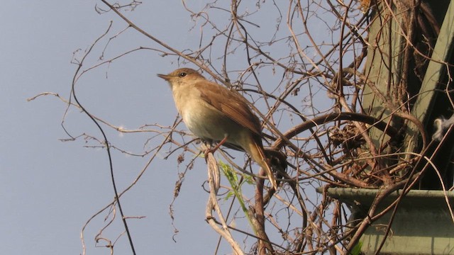 Common Nightingale - ML617524985