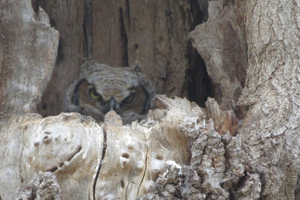 Great Horned Owl - ML617525038