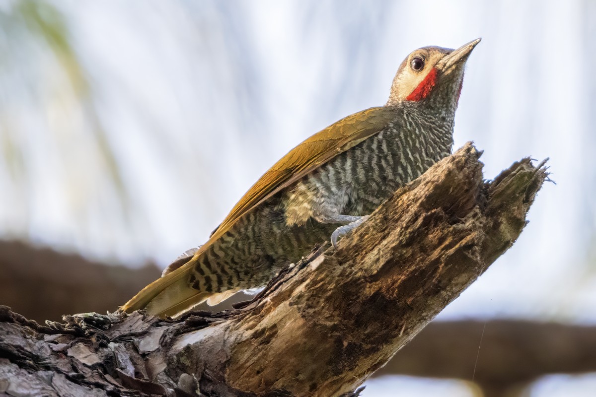 Gray-crowned Woodpecker - ML617525039