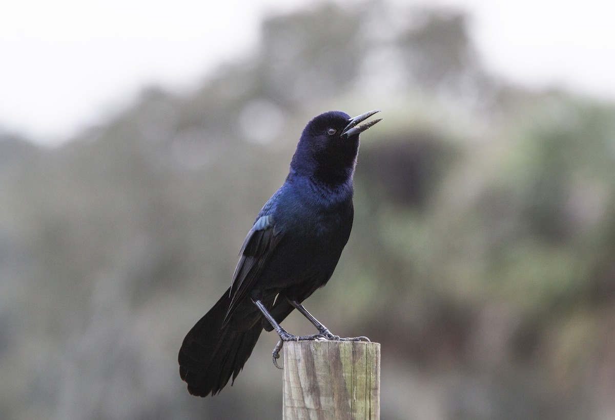 Boat-tailed Grackle - ML617525109