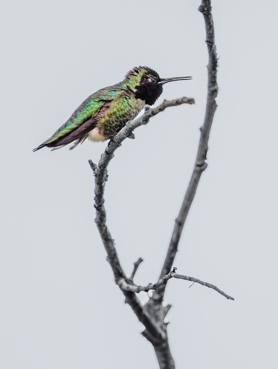 Anna's Hummingbird - ML617525123