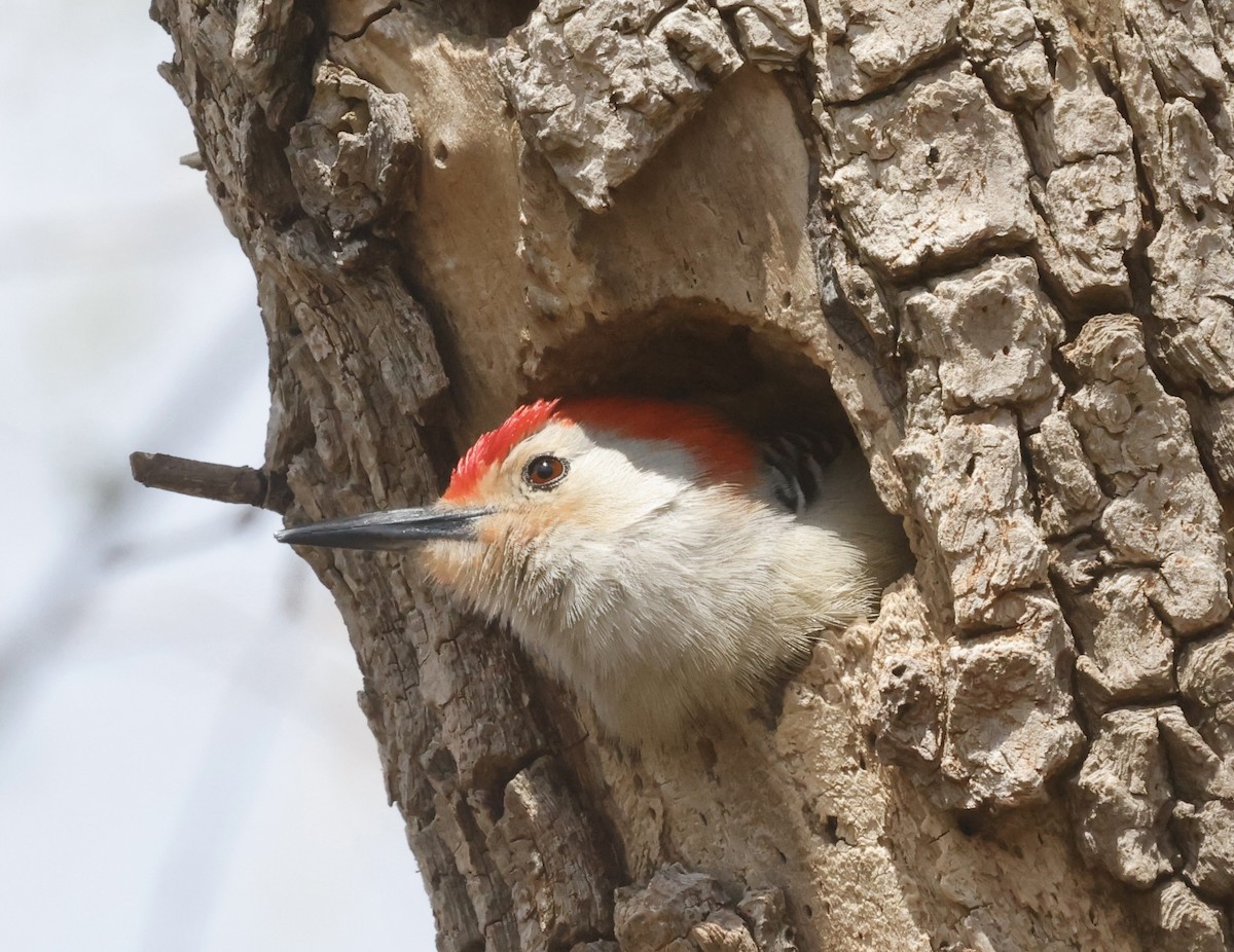 Red-bellied Woodpecker - ML617525135
