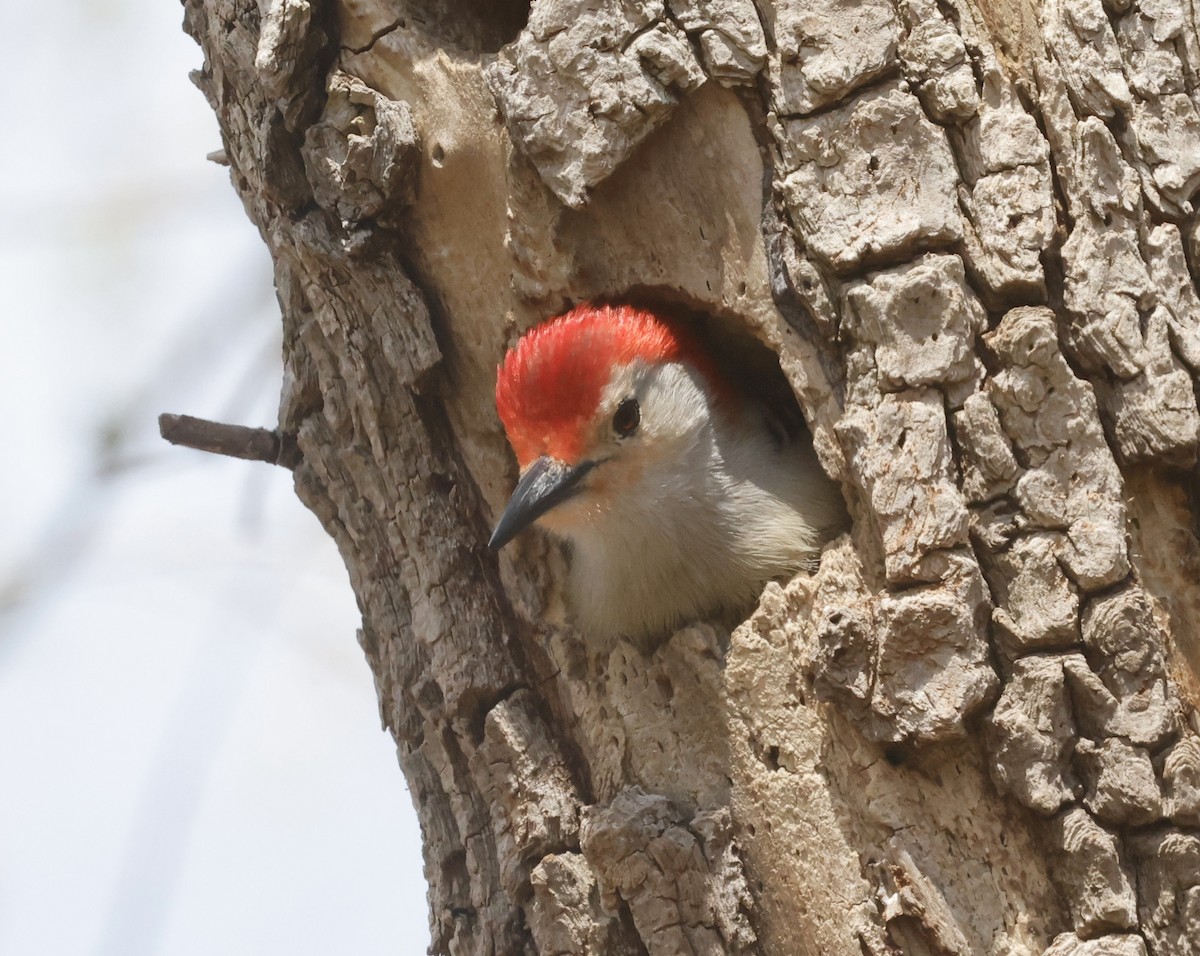 Red-bellied Woodpecker - Jon Wolfson