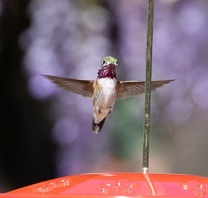 Calliope Hummingbird - ML617525184