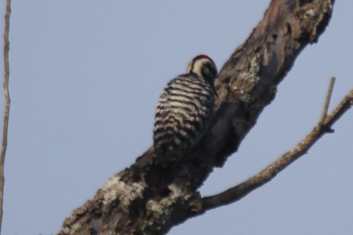 Ladder-backed Woodpecker - Steve Hofhine