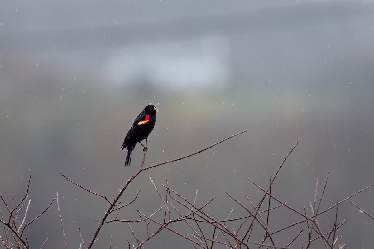 Red-winged Blackbird - ML617525375