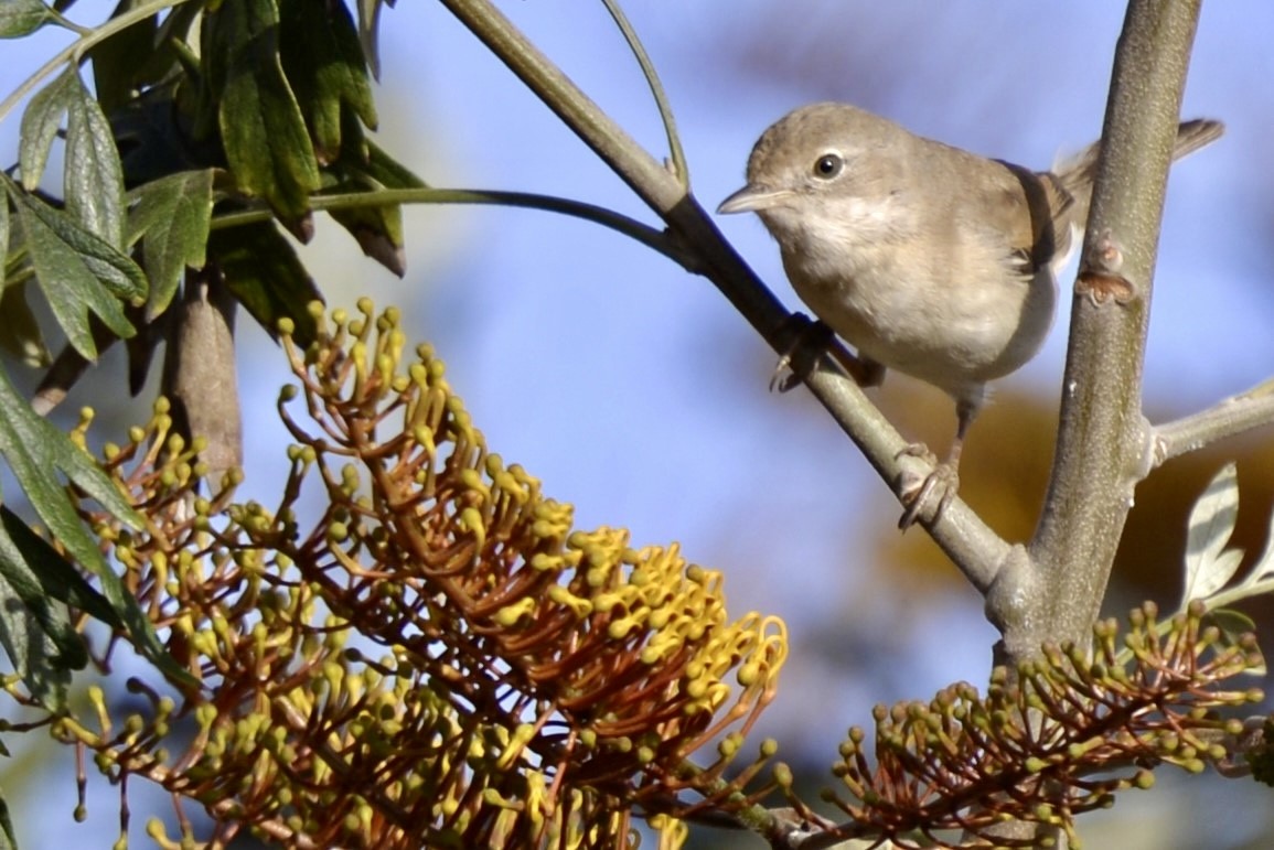 Greater Whitethroat - Miguel Hernández Santana