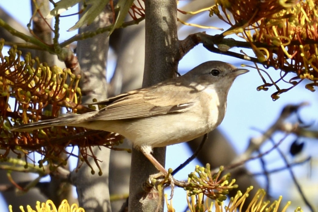 Greater Whitethroat - Miguel Hernández Santana