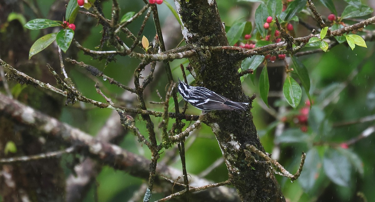 Black-and-white Warbler - ML617525402