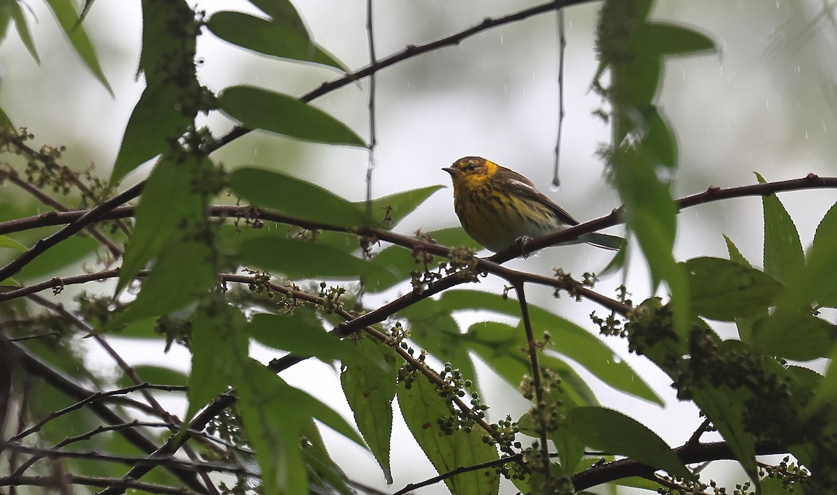 Cape May Warbler - ML617525408