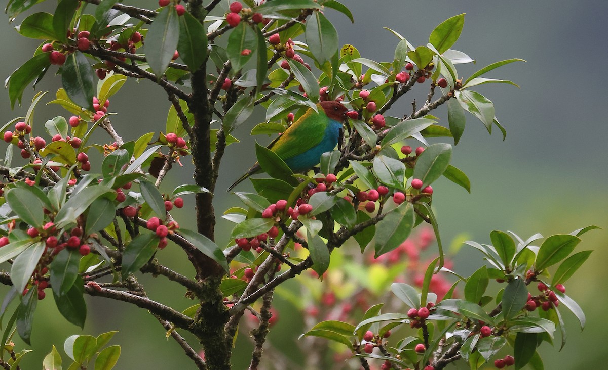 Bay-headed Tanager - ML617525454