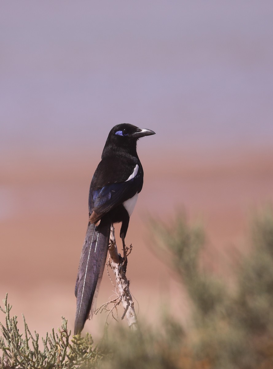 Maghreb Magpie - ML617525489