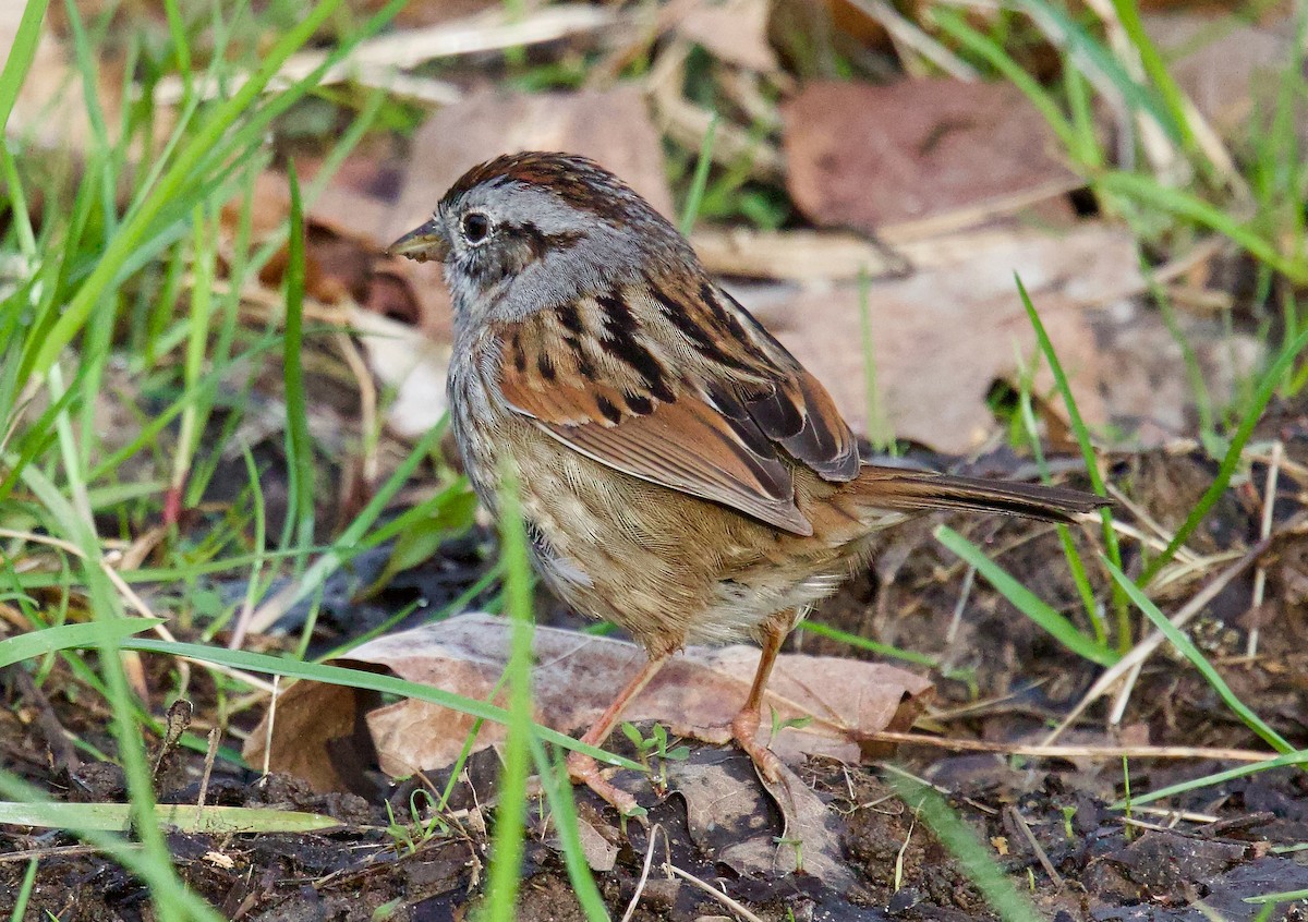 Swamp Sparrow - ML617525496