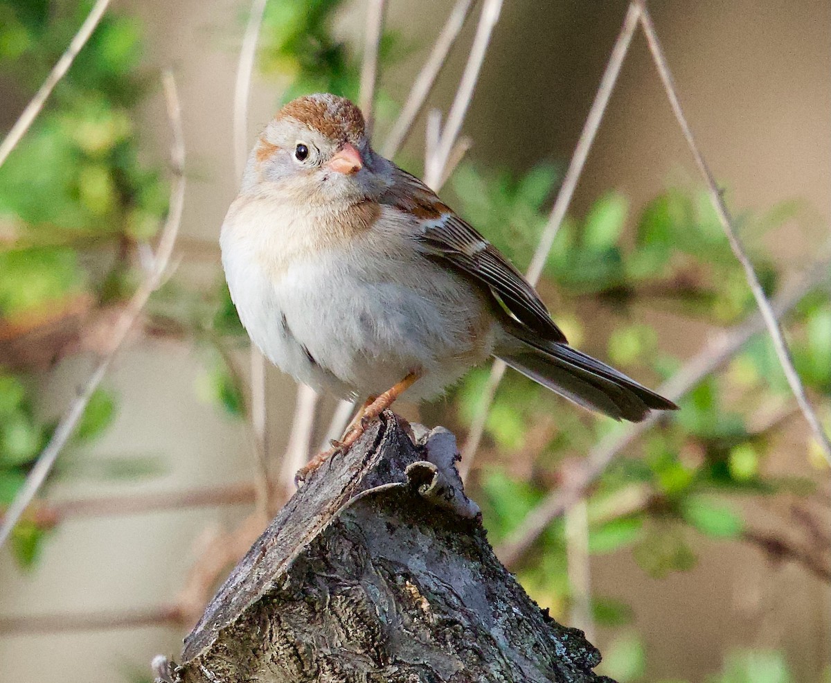 Field Sparrow - Michael Yellin