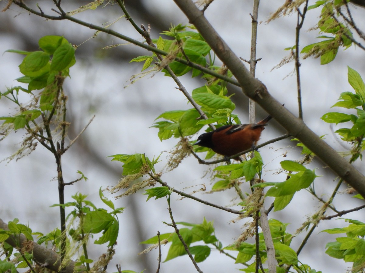 Orchard Oriole - ML617525535