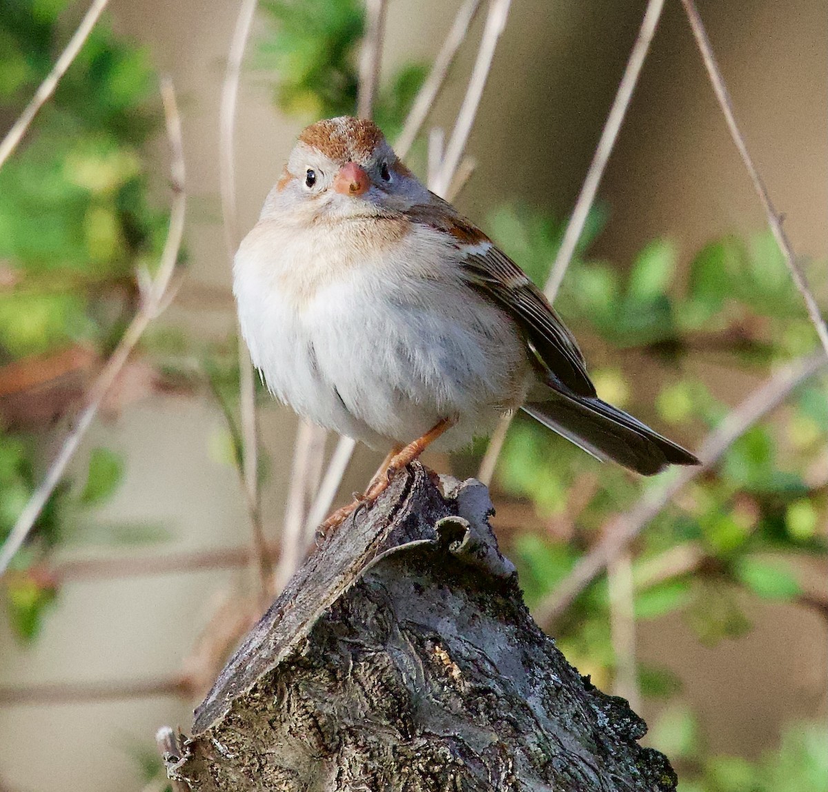 Field Sparrow - Michael Yellin