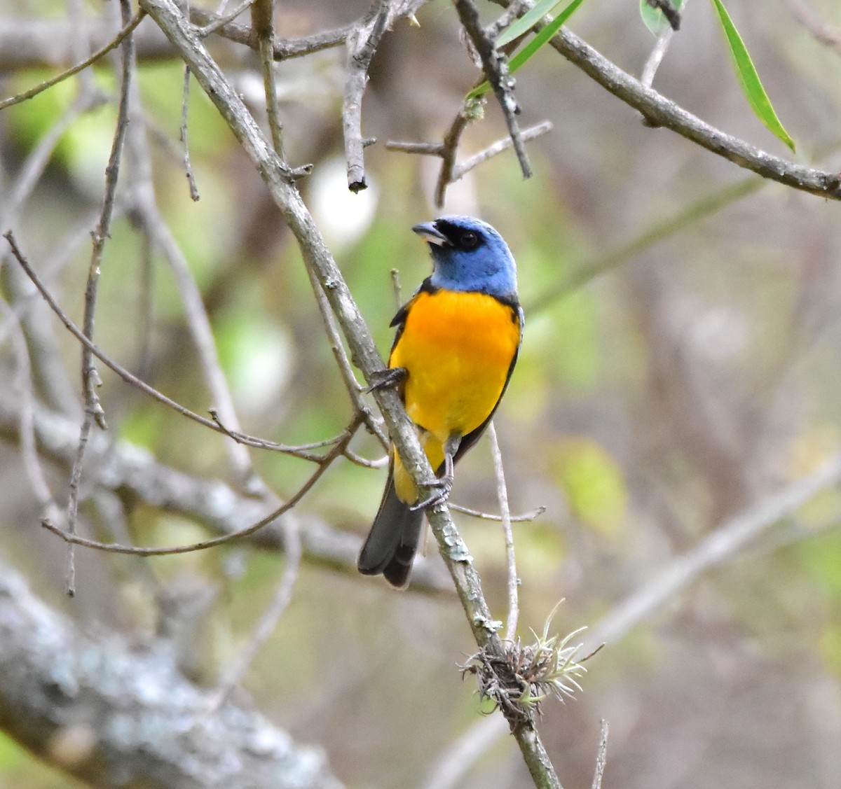 Blue-and-yellow Tanager - Pia Minestroni