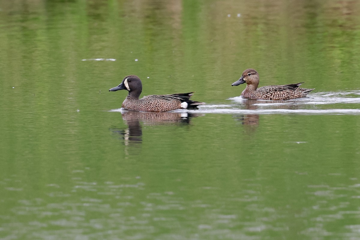 Blue-winged Teal - ML617525573