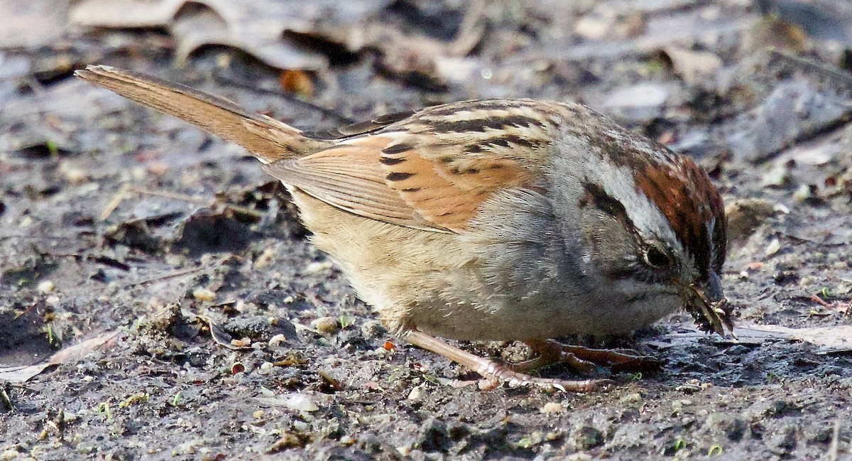Swamp Sparrow - ML617525582
