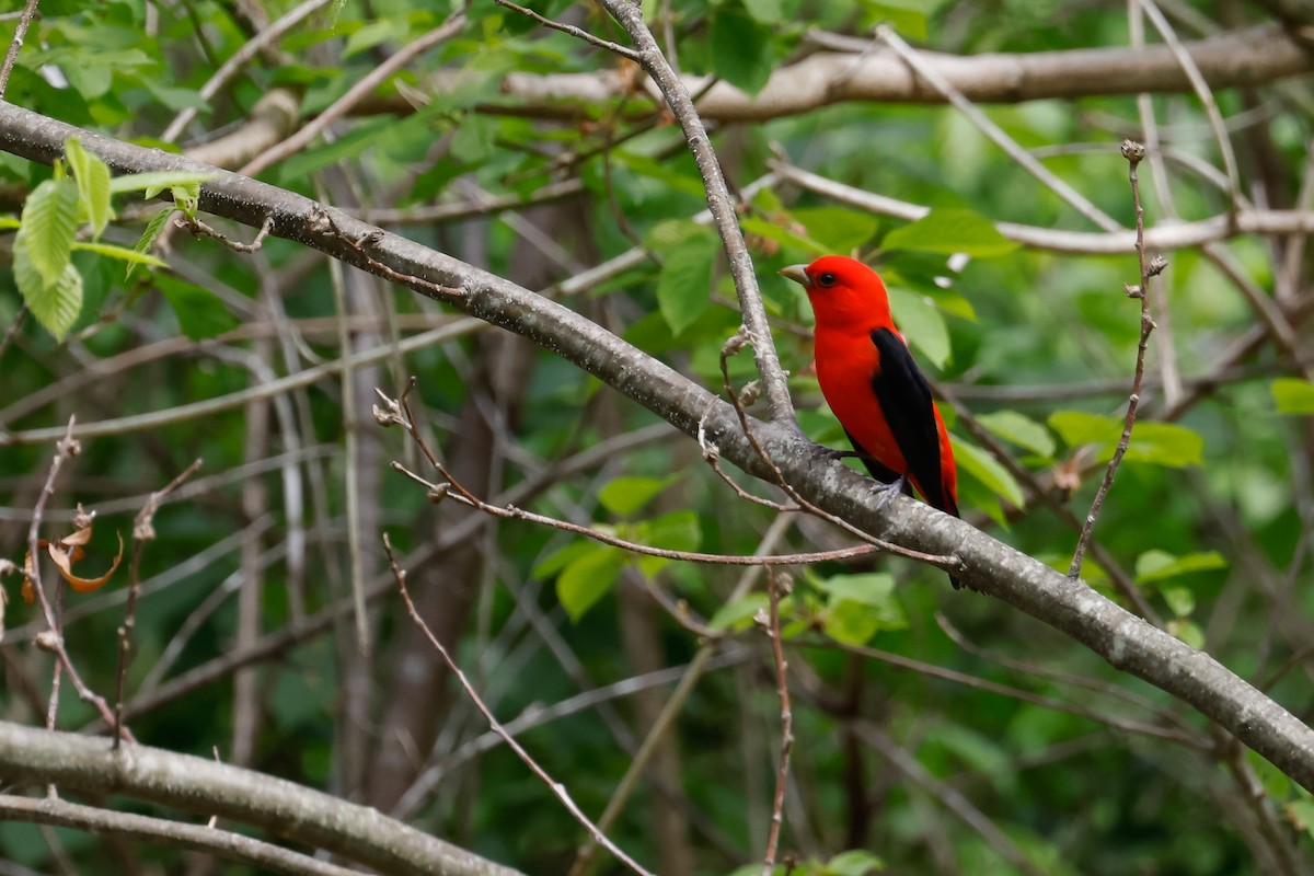Scarlet Tanager - ML617525626