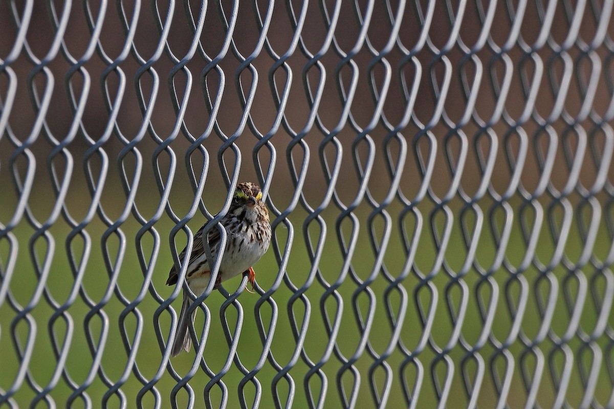 Savannah Sparrow - ML617525640