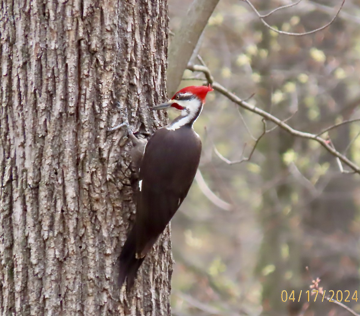 Pileated Woodpecker - Rod MacKenzie