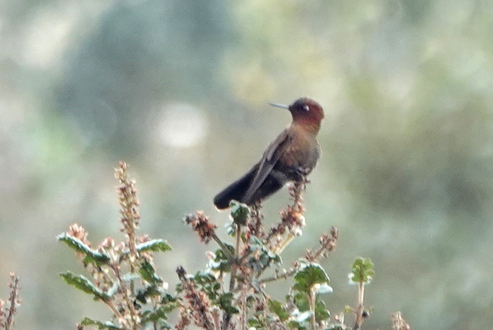 kolibřík myrtový - ML617525719