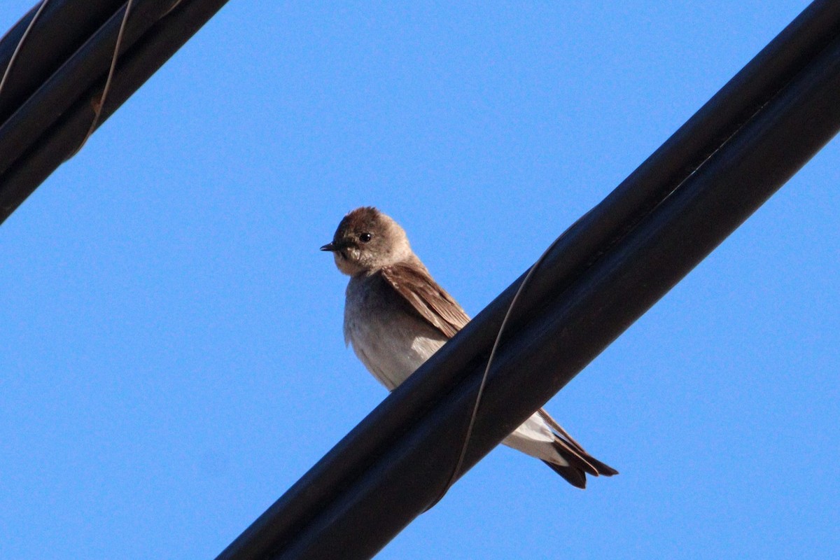 Northern Rough-winged Swallow (Northern) - ML617525786