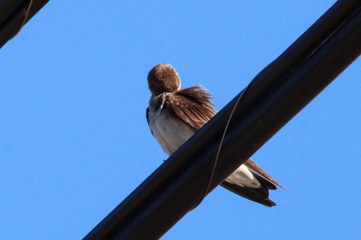 Northern Rough-winged Swallow (Northern) - ML617525787