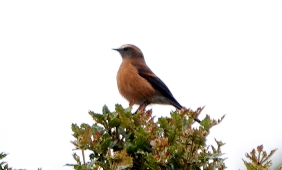 Brown-backed Chat-Tyrant - ML617525843
