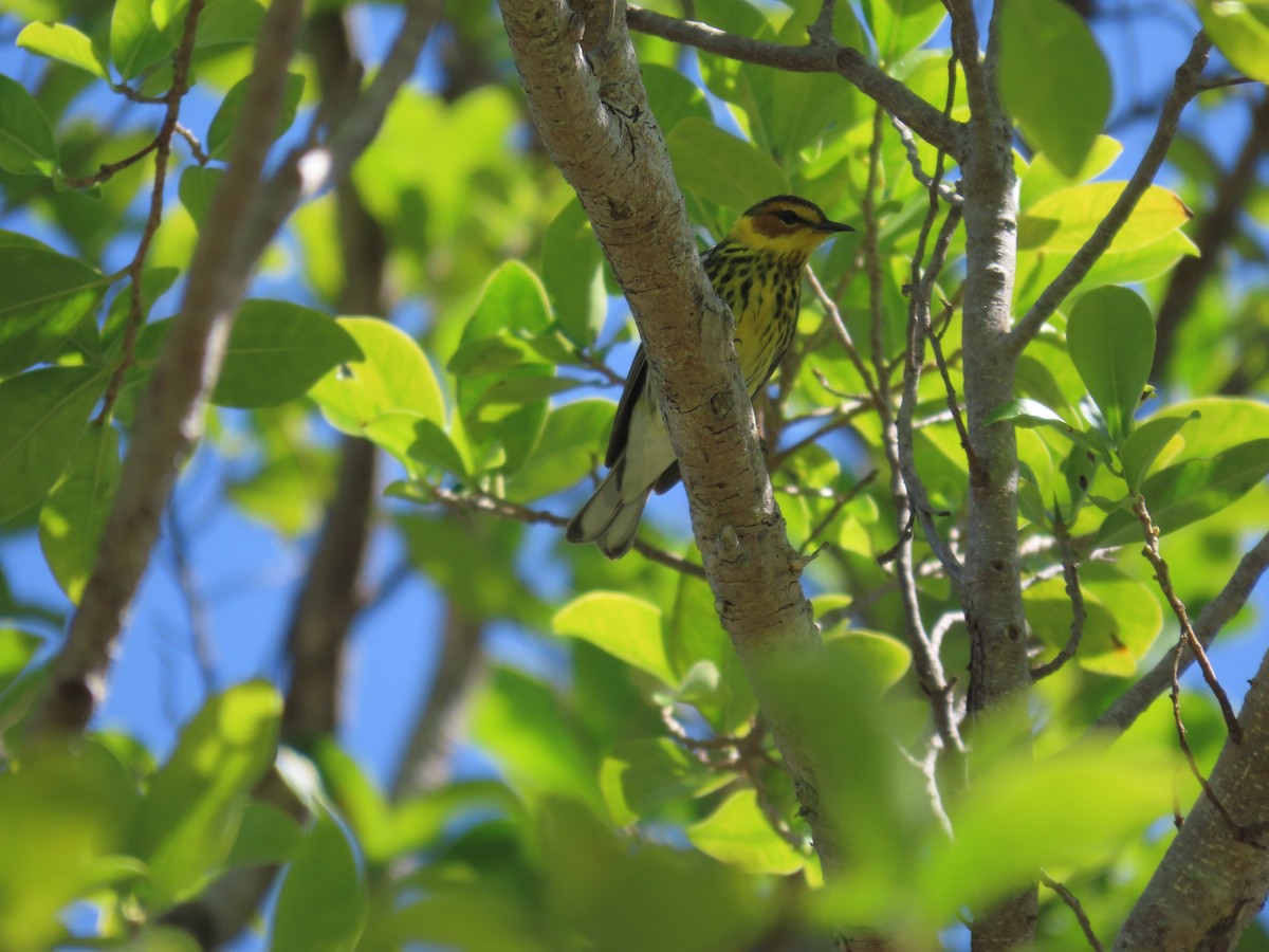 Cape May Warbler - ML617525887