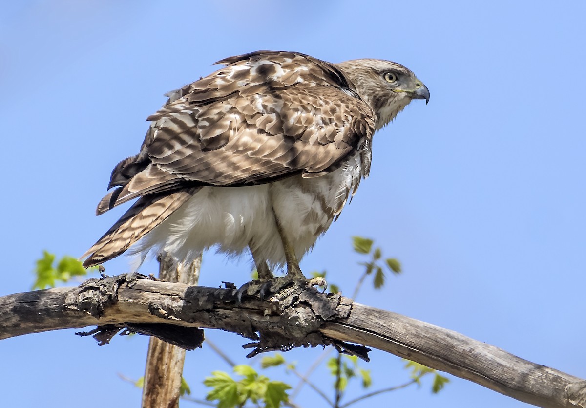 Red-tailed Hawk - ML617525900