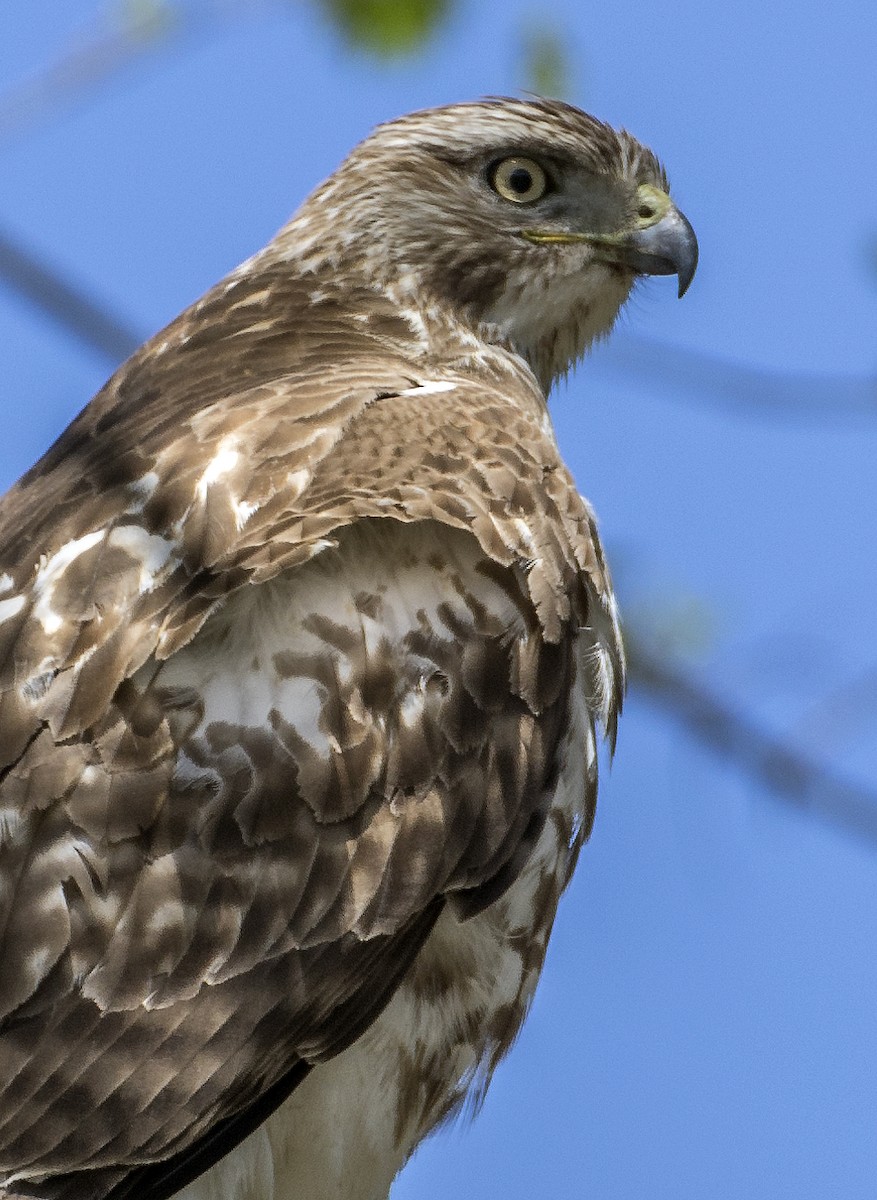 Red-tailed Hawk - ML617525901