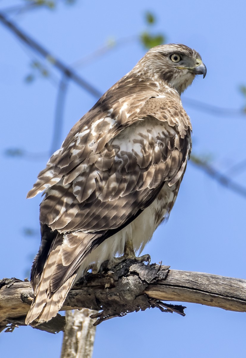 Red-tailed Hawk - ML617525902