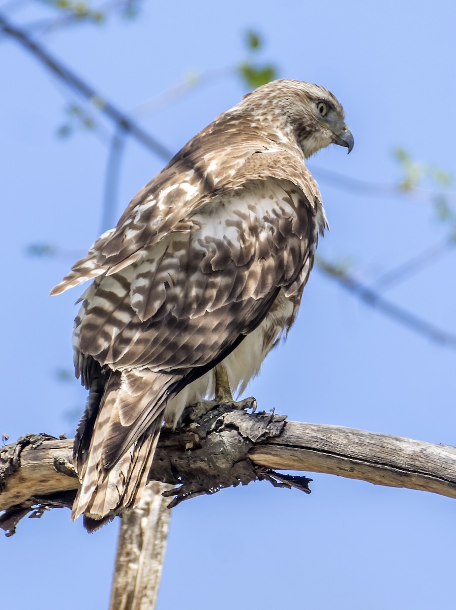 Red-tailed Hawk - ML617525903