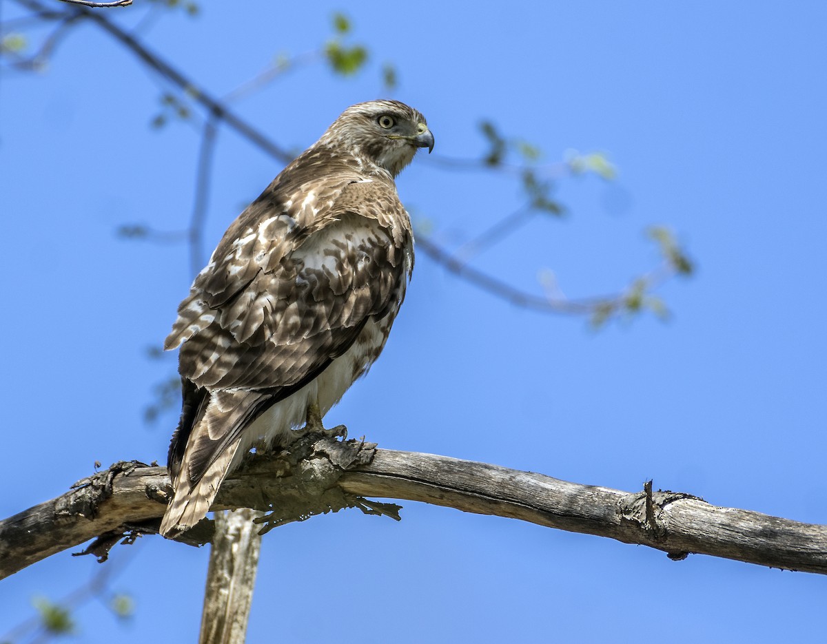 Red-tailed Hawk - ML617525904