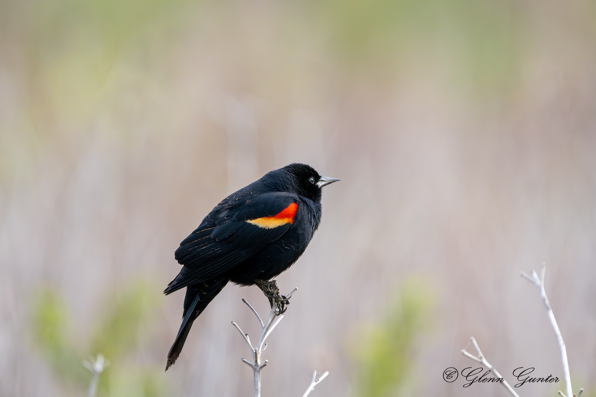 Red-winged Blackbird - Charles Gunter