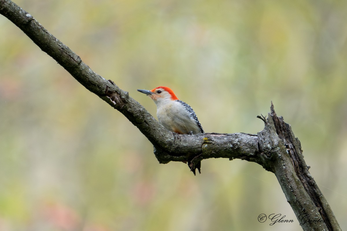 Red-bellied Woodpecker - Charles Gunter