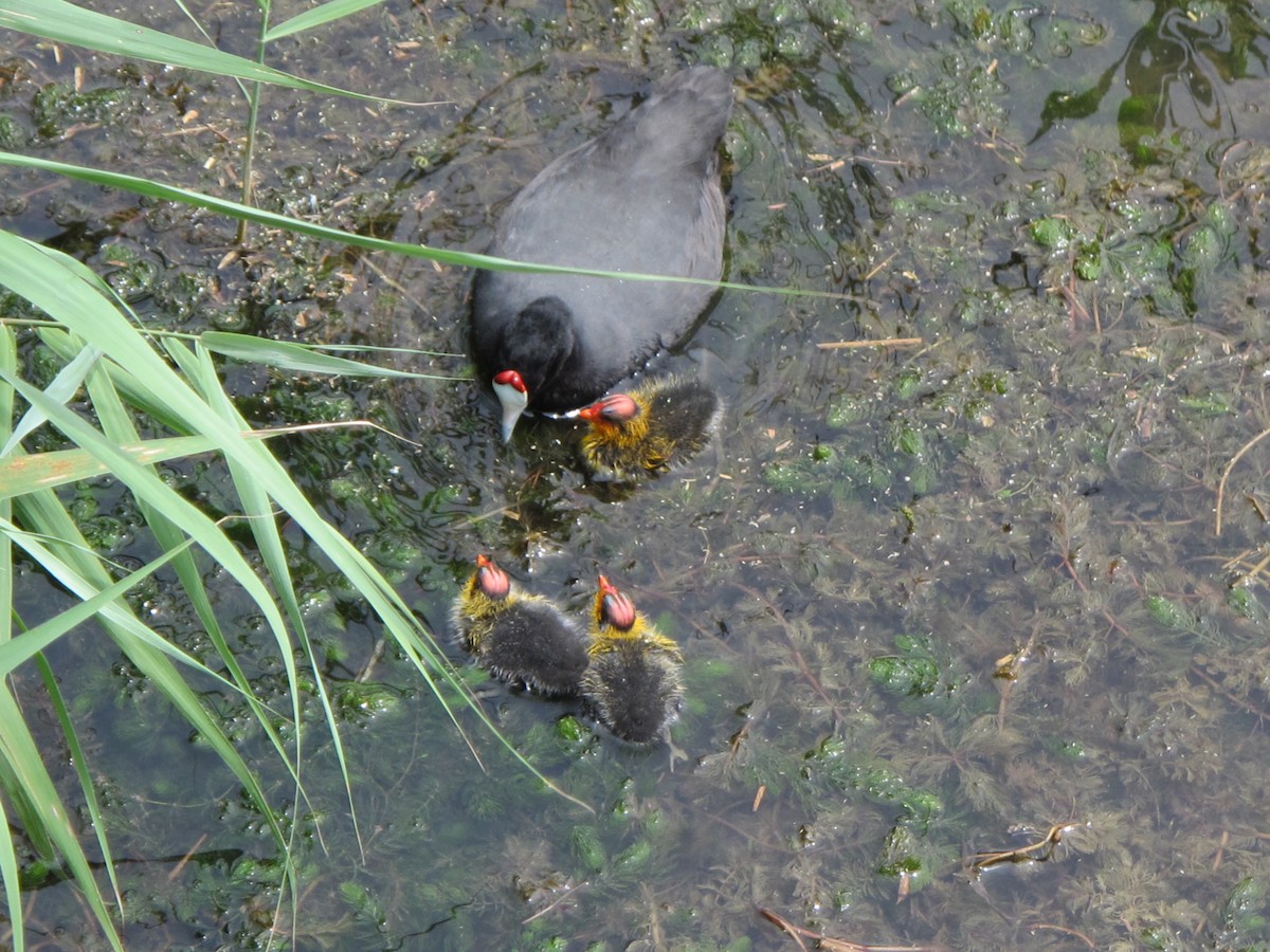 Red-knobbed Coot - ML617526061