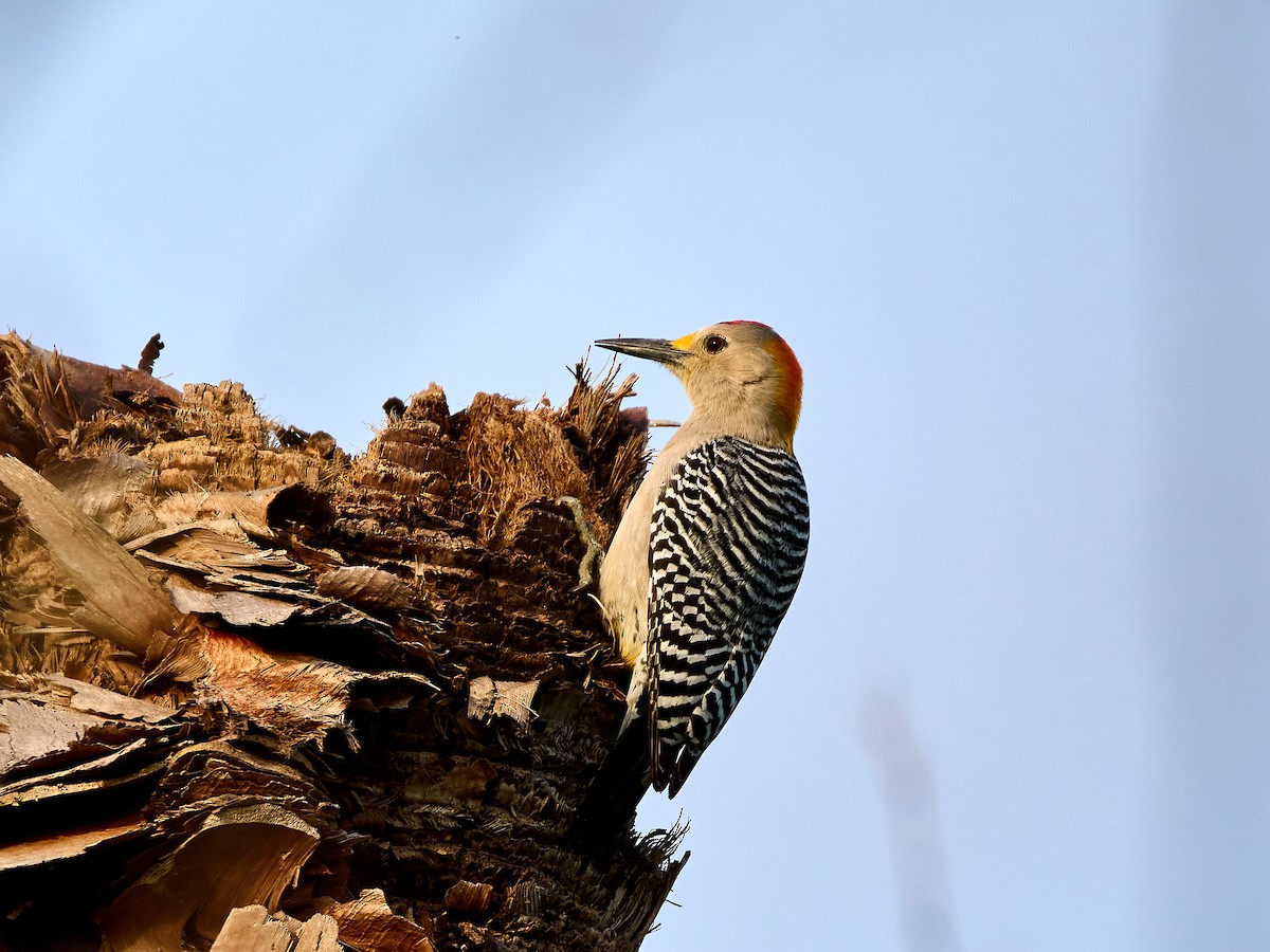 Golden-fronted Woodpecker - Scott Ramos