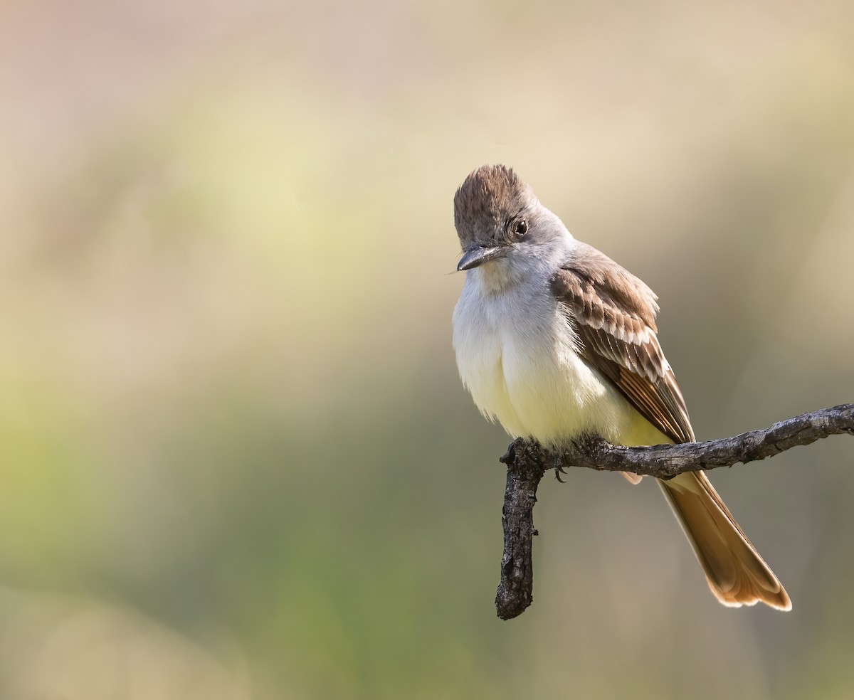 Ash-throated Flycatcher - Leah Turner