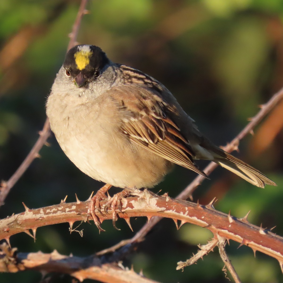 Golden-crowned Sparrow - Nathan Trimble
