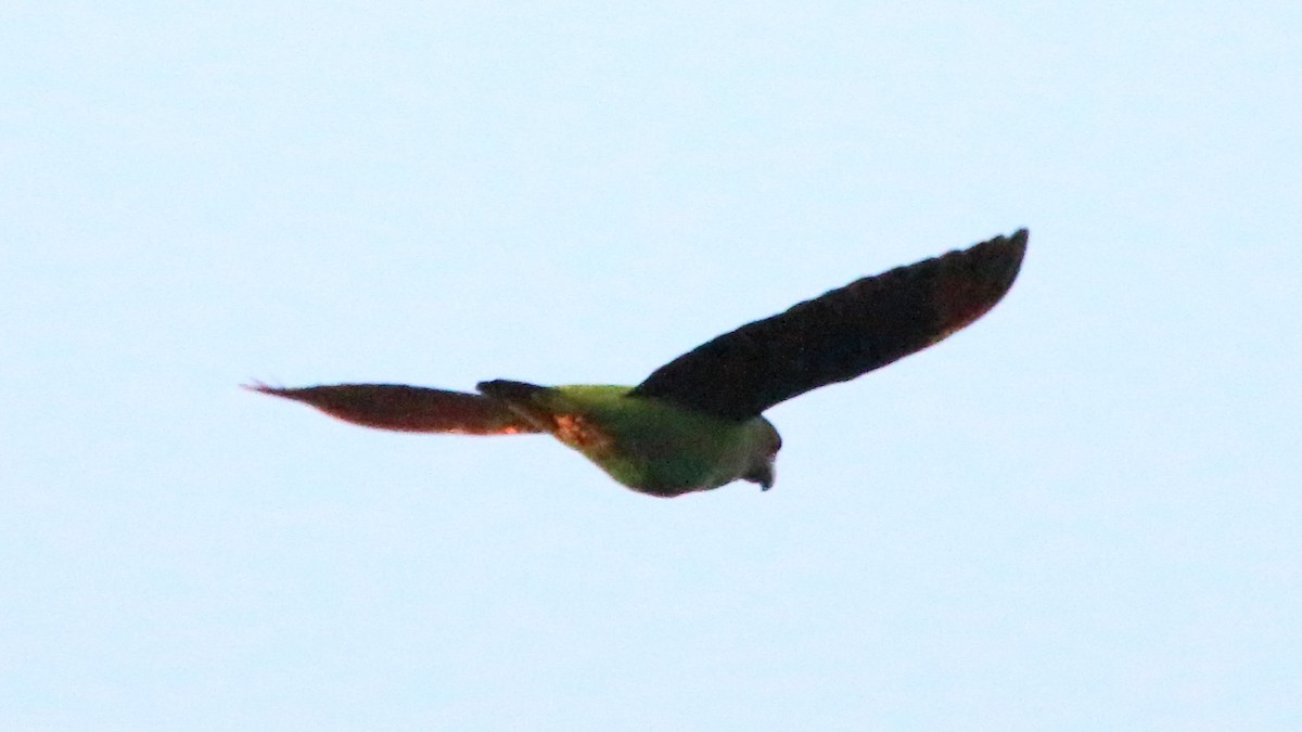 Red-fronted Parrot - ML617526266